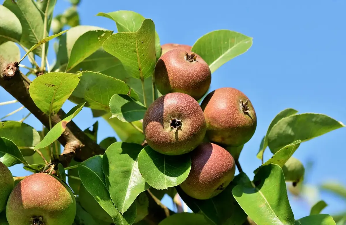 Discussion sur les nouveautés et l'écosystème Apple