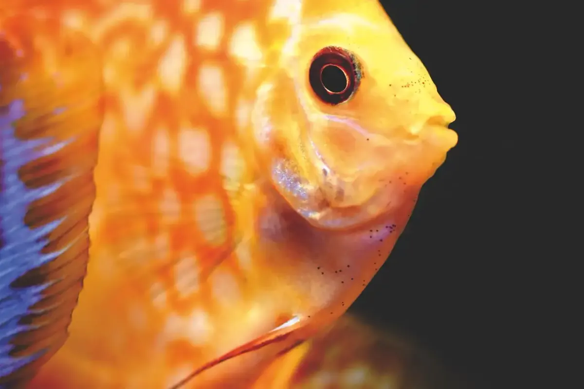 Discusse poisson