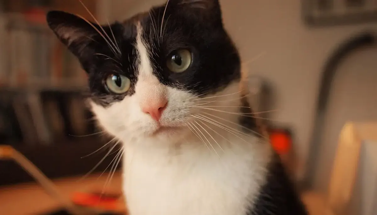 Un chat discussion